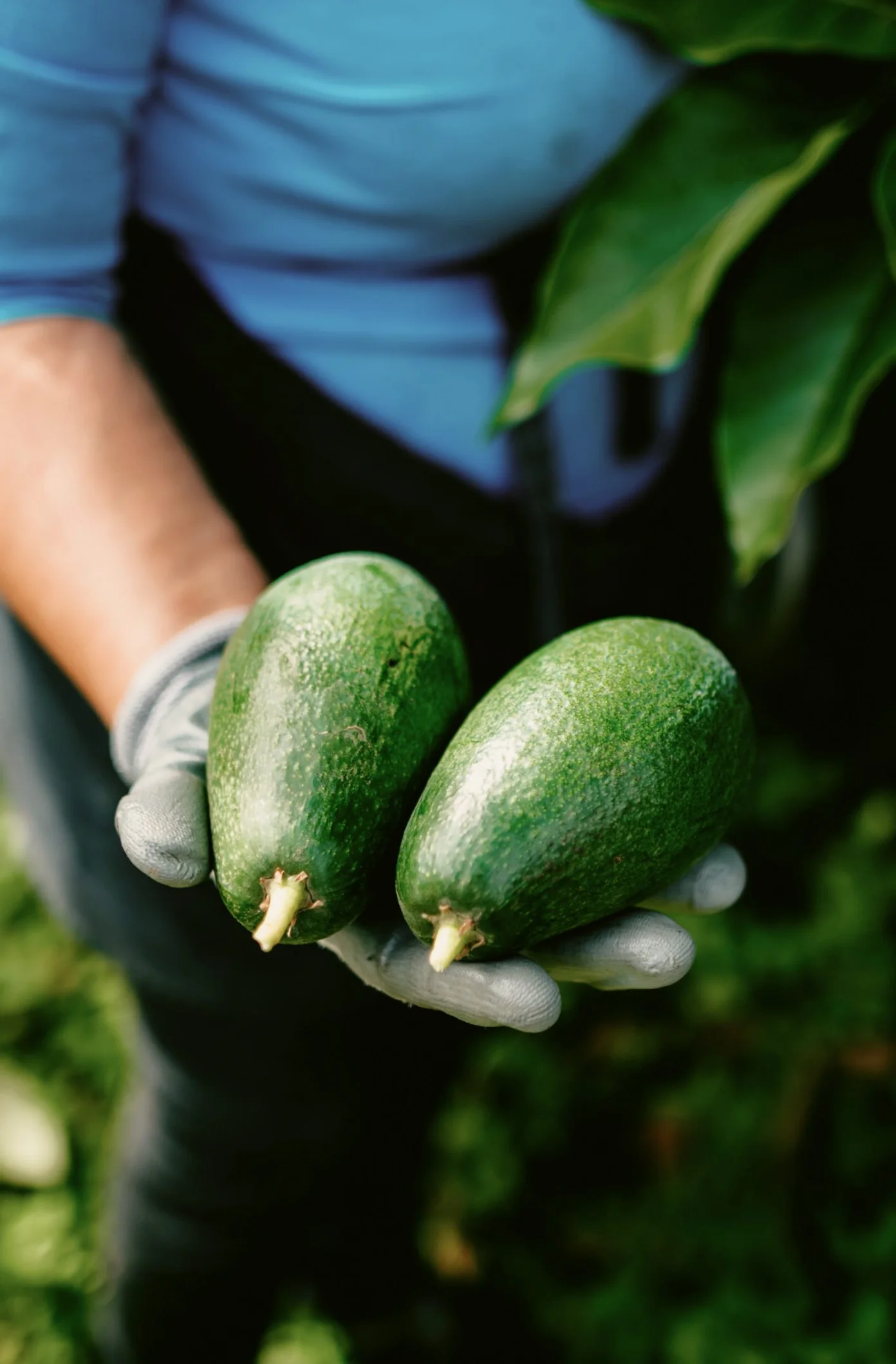 The Gift of Time: Apeel’s Plant-Based Coating Tackles Spoilage at Scale